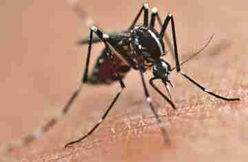  Secretaria da Saúde inicia publicação dos novos informes epidemiológicos da dengue